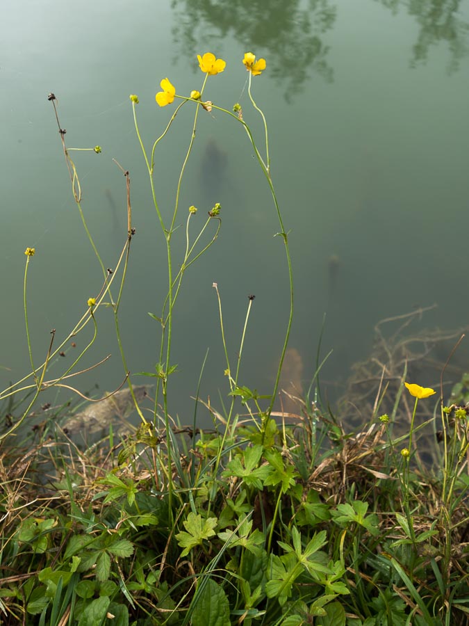 Ranunculus autunnale